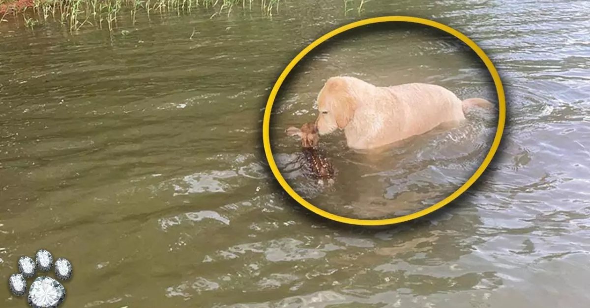 Heroic Therapy Dog Saves a Drowning Fawn’s Life in Dramatic Lake Rescue!