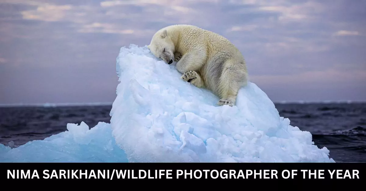 Wildlife Photographer of the Year’s Winning Snapshot of a Polar Bear’s Serene Ice Bed