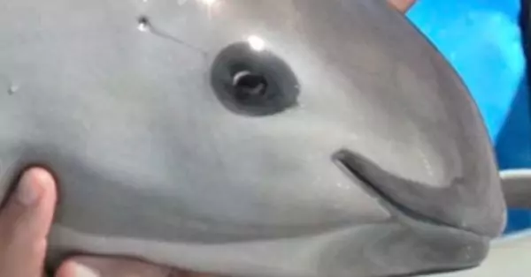 This is the Stunning Vaquita, the Rarest Animal in the World: Only 10 of Them Exist