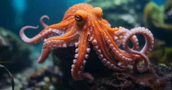 New Study Reveals Octopuses Might Dream