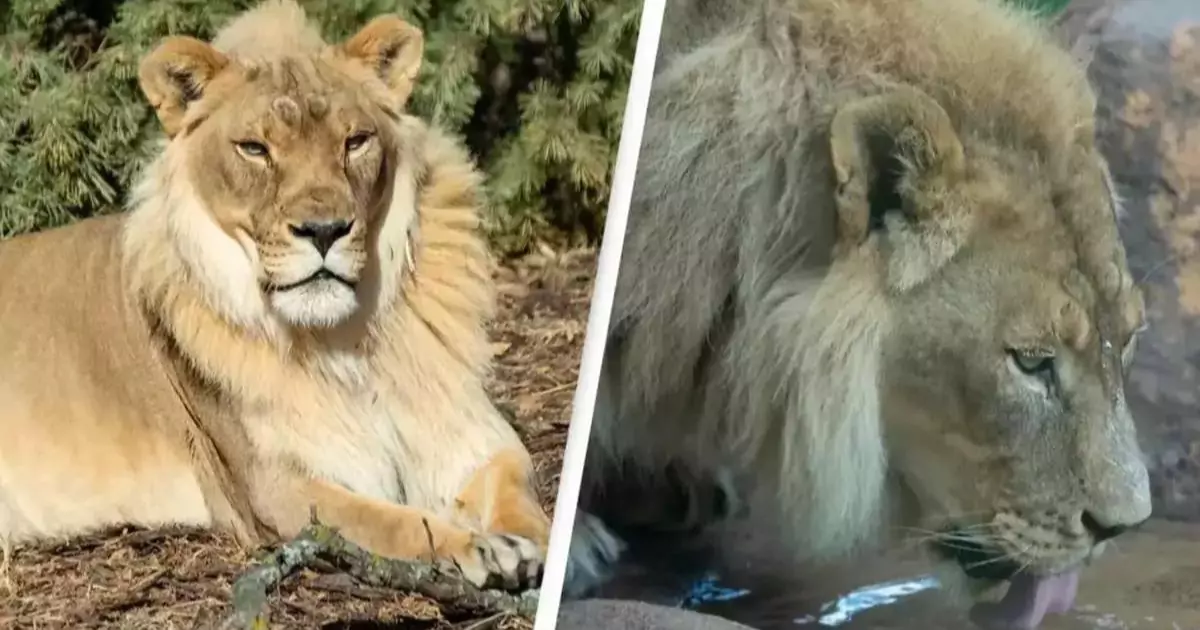 Female Lion Zuri Grows Mane at 18, Leaving Scientists Baffled at Topeka Zoo Passes Away At 19