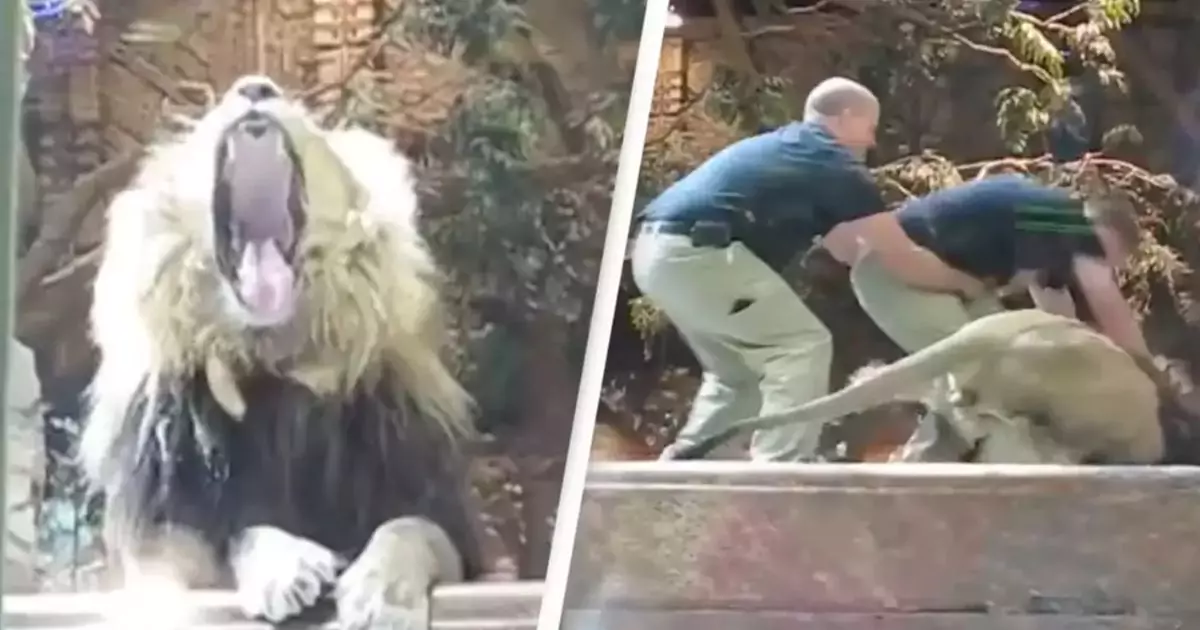 Lion Attacks Zookeeper, Saved by Lioness in Dramatic Vegas Incident Caught On Camera