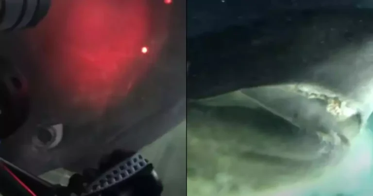 Sub on Ocean Floor Encounters Deep-Sea Monster Predating Dinosaurs in Mind-Blowing Footage