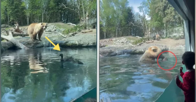 Children Horrified as Hungry Bear Devours Ducklings Right Before Their Eyes at Zoo!