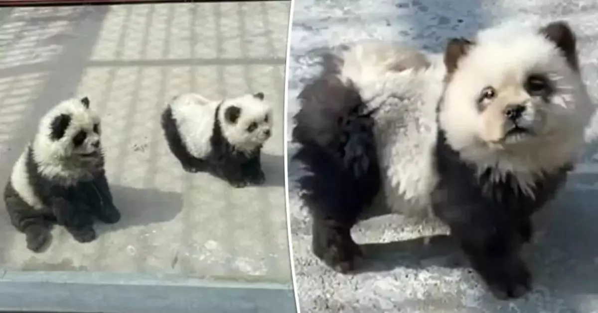 Zoo Faces Backlash for Displaying Dogs Dyed to Look Like Pandas