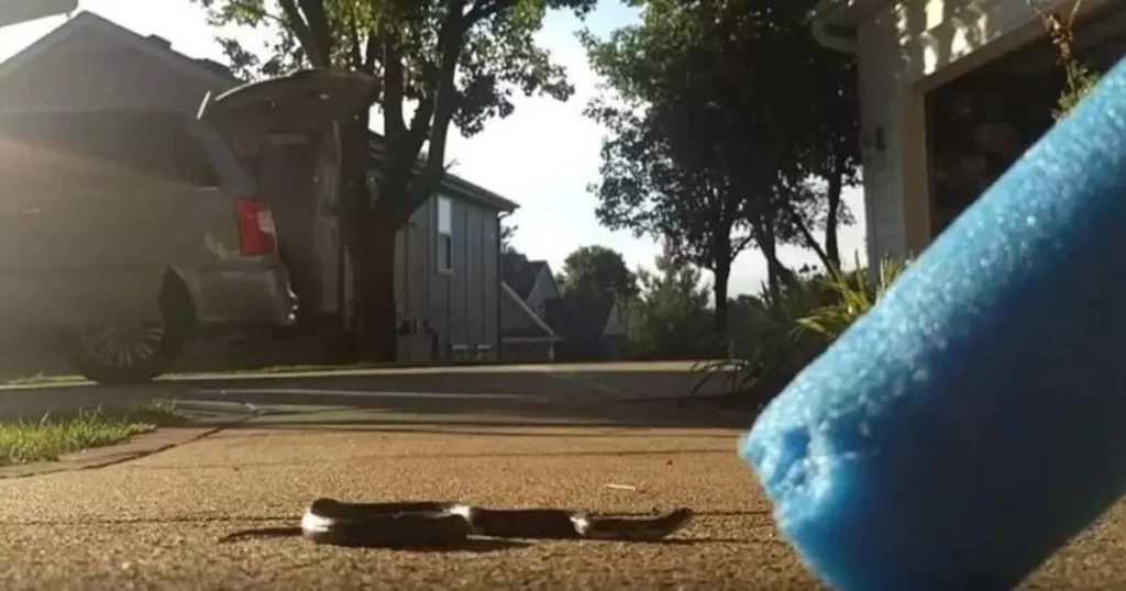 Snakes May Be Living in Your Pool Noodles Fire Department Warns
