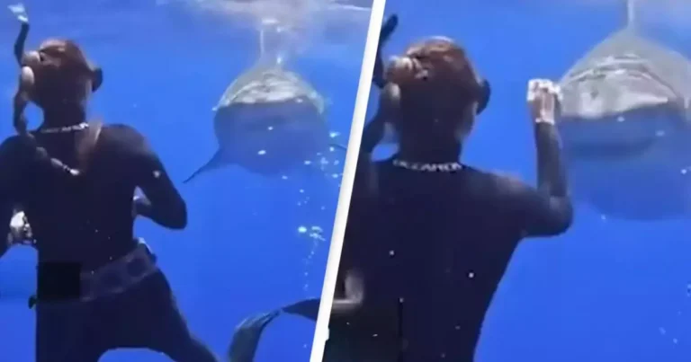 Diver Reveals the Right Way to Handle an Approaching Shark And It’s Not What You Think
