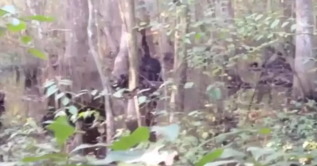 Unbelievable Bigfoot Sighting Man Captures Best Bigfoot Footage Ever Recorded