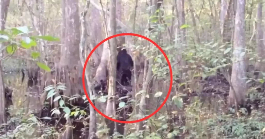 Unbelievable Bigfoot Sighting Man Captures Best Bigfoot Footage Ever Recorded