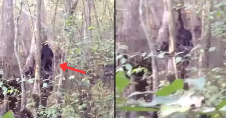 Unbelievable Bigfoot Sighting Man Captures Best Bigfoot Footage Ever Recorded