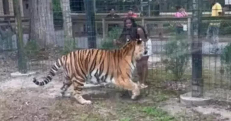 Shocking Video Captures Woman Climbing Zoo Fence and Taunting Tiger Before Narrowly Escaping Attack