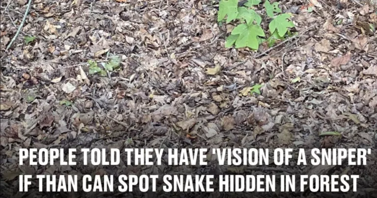 People Claim ‘Sniper Vision’ If They Can Spot the Hidden Snake in This Forest Scene