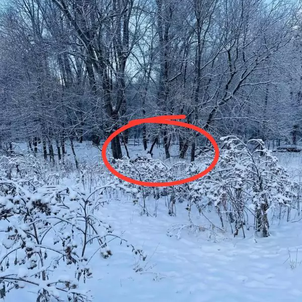 Prove Your High IQ and 'Sniper Vision' by Spotting the Hidden Dog in This Snowy Scene