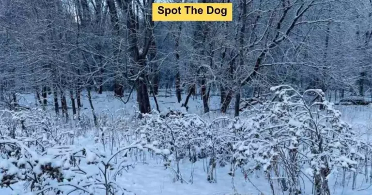 Prove Your High IQ and ‘Sniper Vision’ by Spotting the Hidden Dog in This Snowy Scene