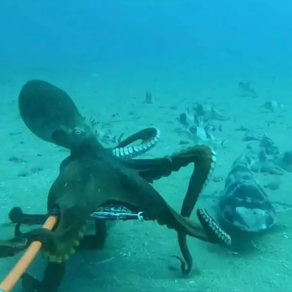 New Ocean Terror Unleashed as Shocking Footage Captures Octopus Attempting to Eat Shark