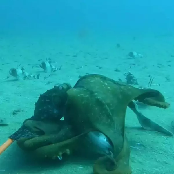 New Ocean Terror Unleashed as Shocking Footage Captures Octopus Attempting to Eat Shark