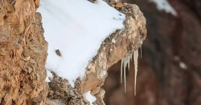 People Are Going Crazy Trying to Spot the Hidden Snow Leopard in This Photo