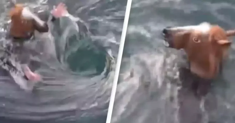 Heart-Wrenching Video Captures the Final Moments of Daredevil Jacob Cockle Before Deadly Whirlpool Claims His Life