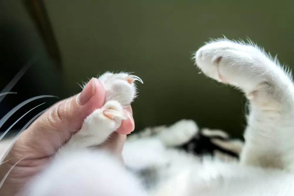 People Are Learning the Brutal Truth About Why You Should Never Declaw Cats