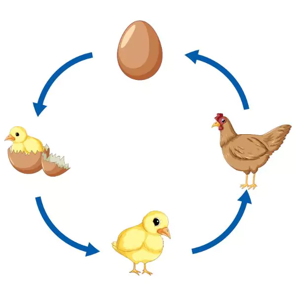 Scientists Finally Solve the Mystery of What Came First, the Chicken or the Egg