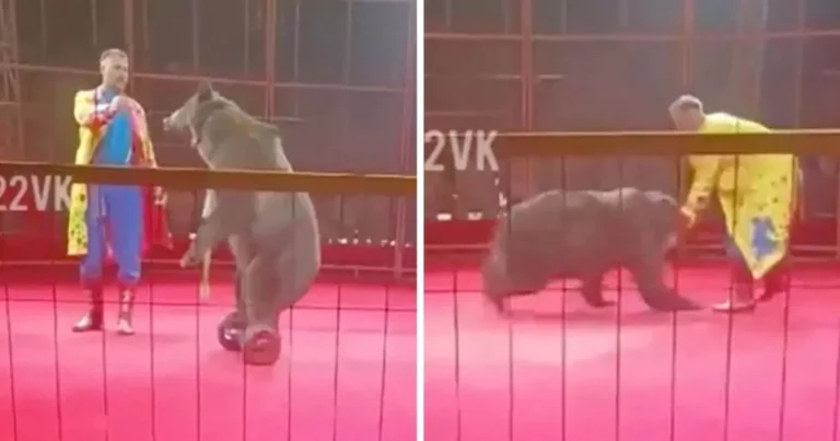 Circus Bear on Hoverboard Attacks Trainer, Pins Him to Ground in Front of Shocked Audience