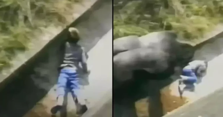 Man Protected by Gorilla as a Child Reflects on the Life-Changing Experience