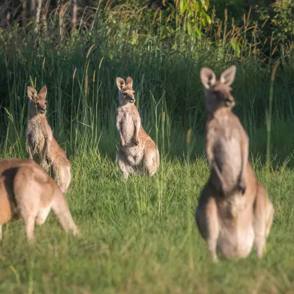 The Mysterious Reason Why Animals Don’t Cross This Bizarre Line on Earth