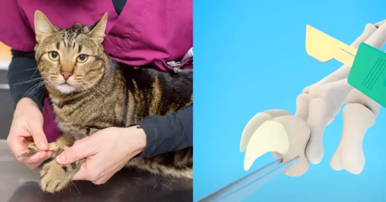 People Are Learning the Brutal Truth About Why You Should Never Declaw Cats