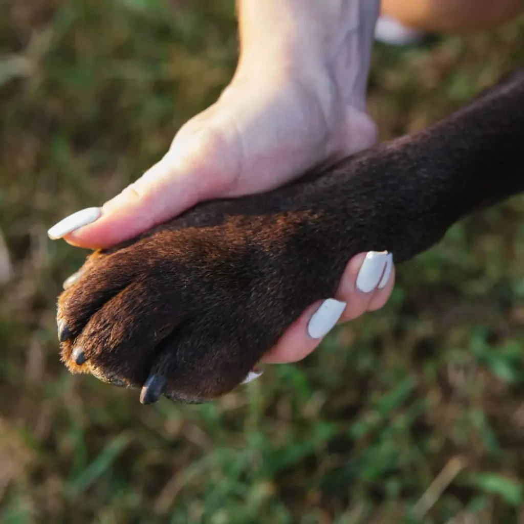 Pet Owners Urged to Perform 'Pavement Test' to Protect Dogs from Summer Heat Risks"