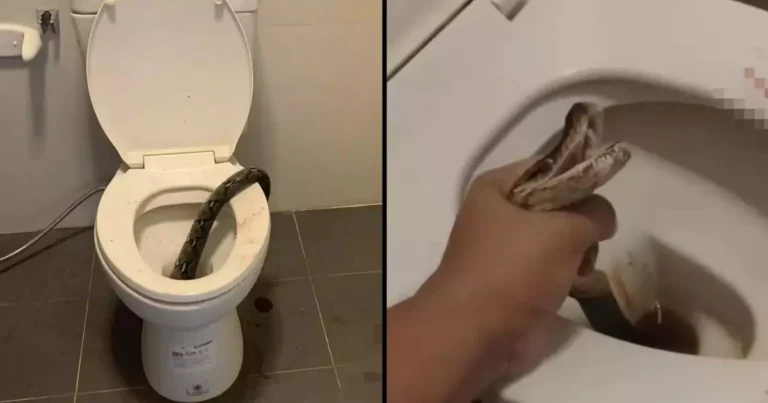 Man Bitten on Balls by Python While Sitting on Toilet in Shocking Incident