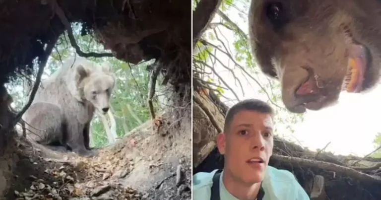 Influencer Films Himself in Bear Den as Wild Animal Returns Home—You Won’t Believe What Happened Next