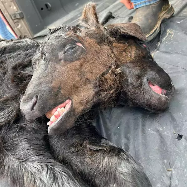 Two-headed calf in Kentucky with polycephaly, a rare genetic mutation.