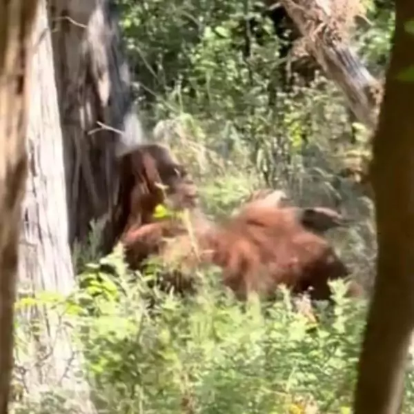 TikTok footage showing an alleged Bigfoot sighting in Parallel Forest, Oklahoma.