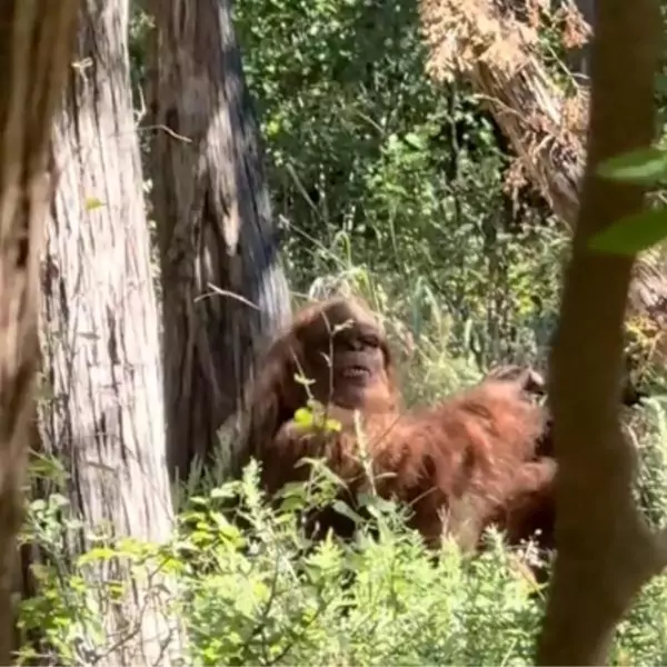 TikTok footage showing an alleged Bigfoot sighting in Parallel Forest, Oklahoma.