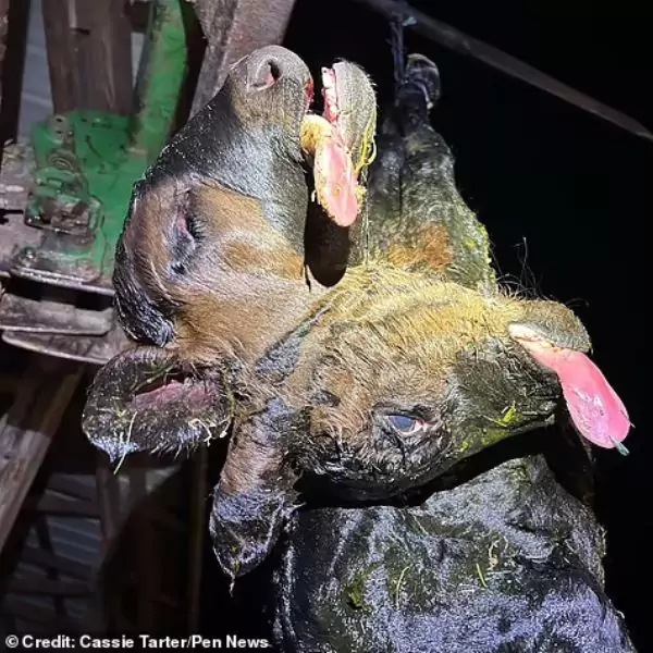 Two-headed calf in Kentucky with polycephaly, a rare genetic mutation.