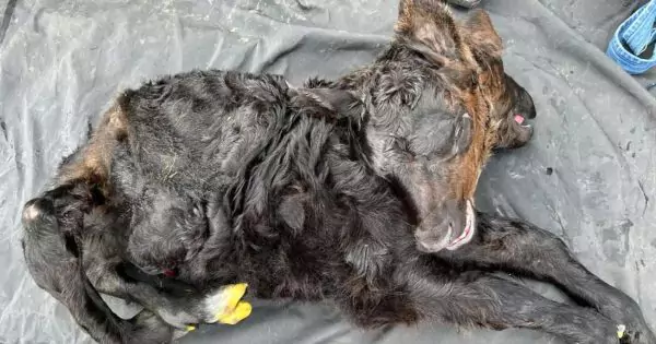 Two-headed calf in Kentucky with polycephaly, a rare genetic mutation.