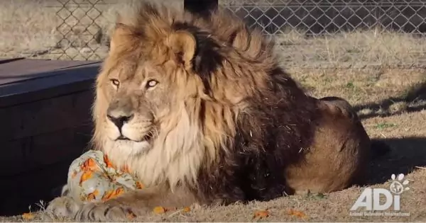 Zookeeper tragically mauled by lion at Nigerian wildlife park during feeding demonstration.