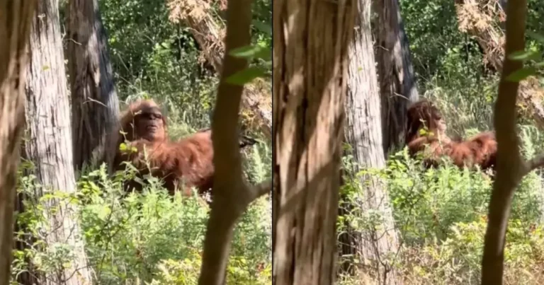 Terrifying Bigfoot Sighting as TikToker Captures Best-Ever Footage in Scariest Moment of Life