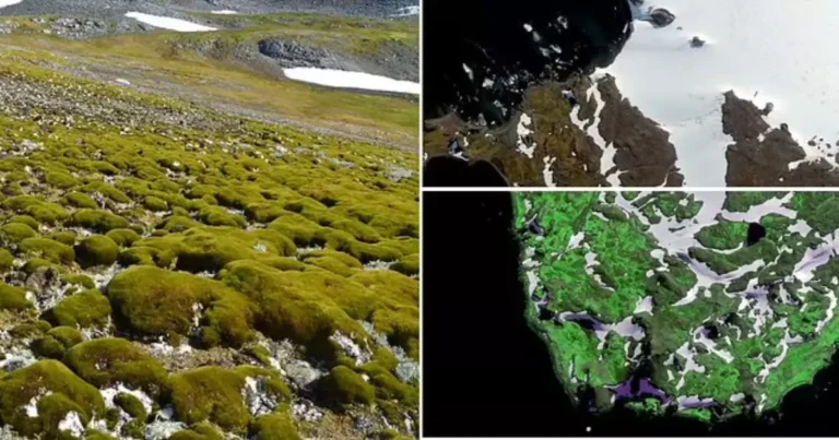 Scientists Alarmed as Antarctica Is Turning Green at Dramatic Rate